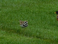 Charadrius vociferus