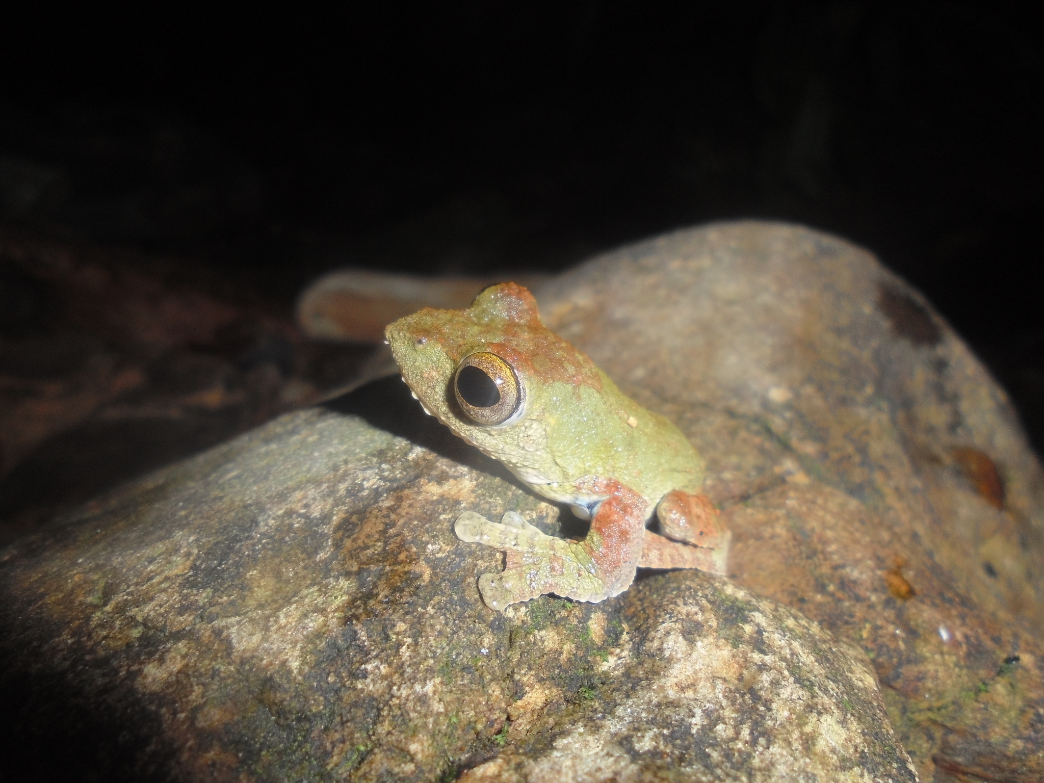 Spinybottom Tree Frog photo 4