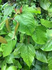 Acalypha macrostachya