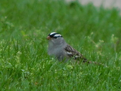 Zonotrichia leucophrys