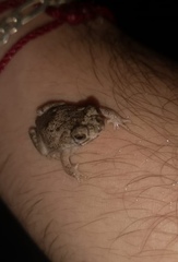 Rhinella humboldti