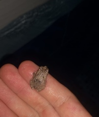 Rhinella humboldti