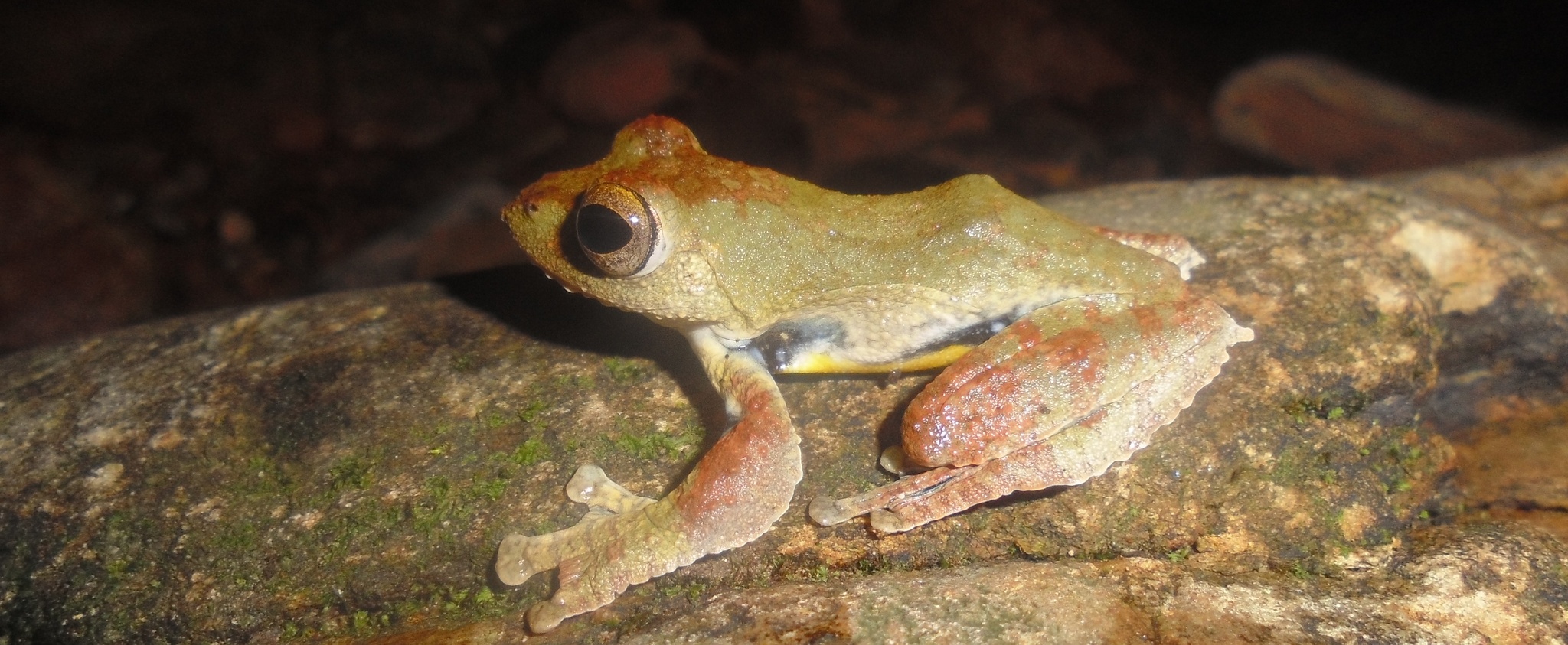 Spinybottom Tree Frog photo 5