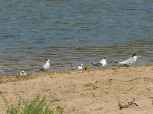 iNaturalist image