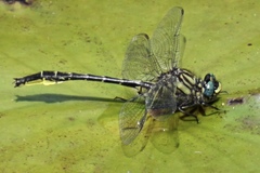 Phanogomphus australis