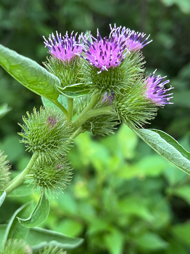 lesser burdock