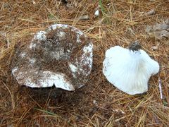 Russula brevipes acrior