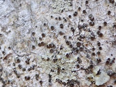 Glyphis scyphulifera