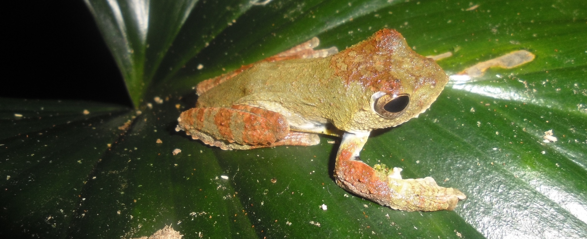 Spinybottom Tree Frog photo 6