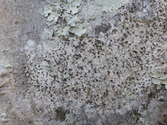 Glyphis scyphulifera