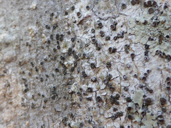 Glyphis scyphulifera