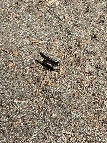 iNaturalist observation photo of Crackling Forest Grasshopper