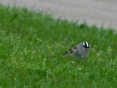 Zonotrichia leucophrys