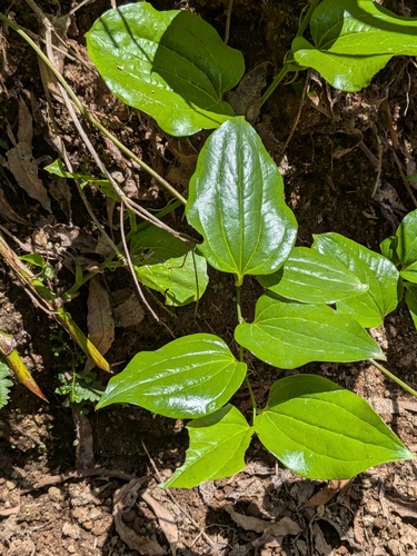 Smilax azorica, photograph 2
