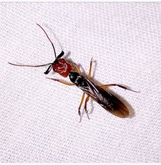 Odontomachus erythrocephalus