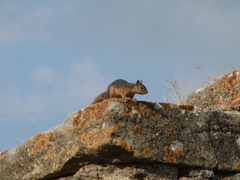 Sciurus anomalus