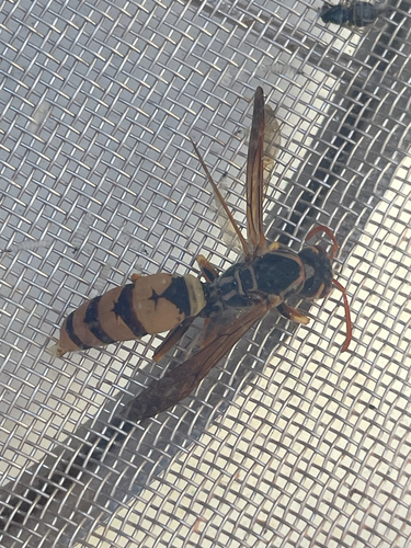 Golden Paper Wasp