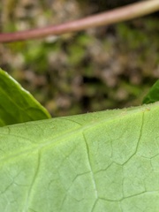 Hedera azorica, photograph (c) Michael, Antoni and Nihat Hinczewski, some rights reserved (CC BY)