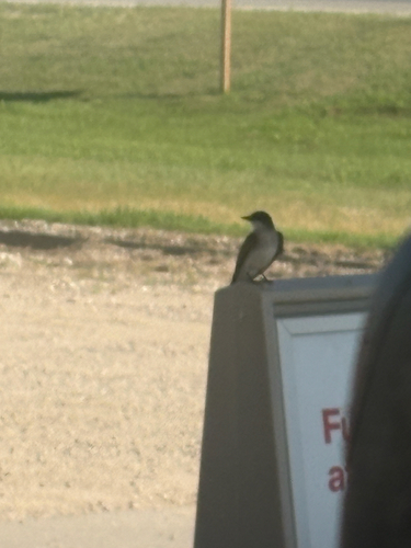 Eastern Kingbird