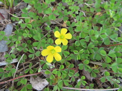 Oxalis corniculata