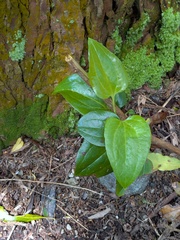 Smilax azorica