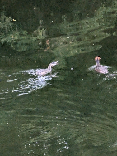 iNaturalist image