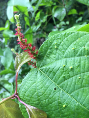 Acalypha macrostachya