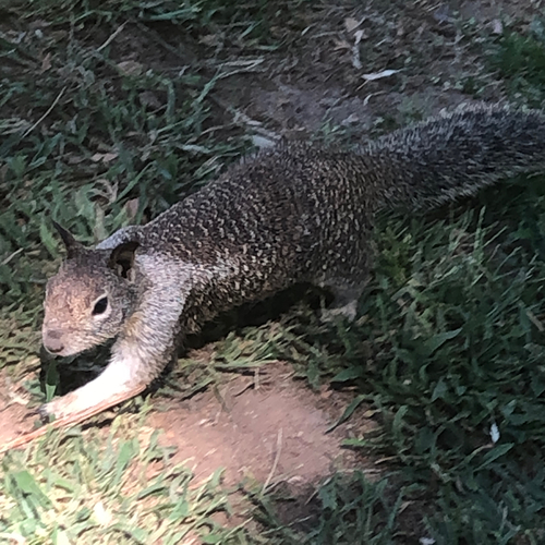 California Ground Squirrel