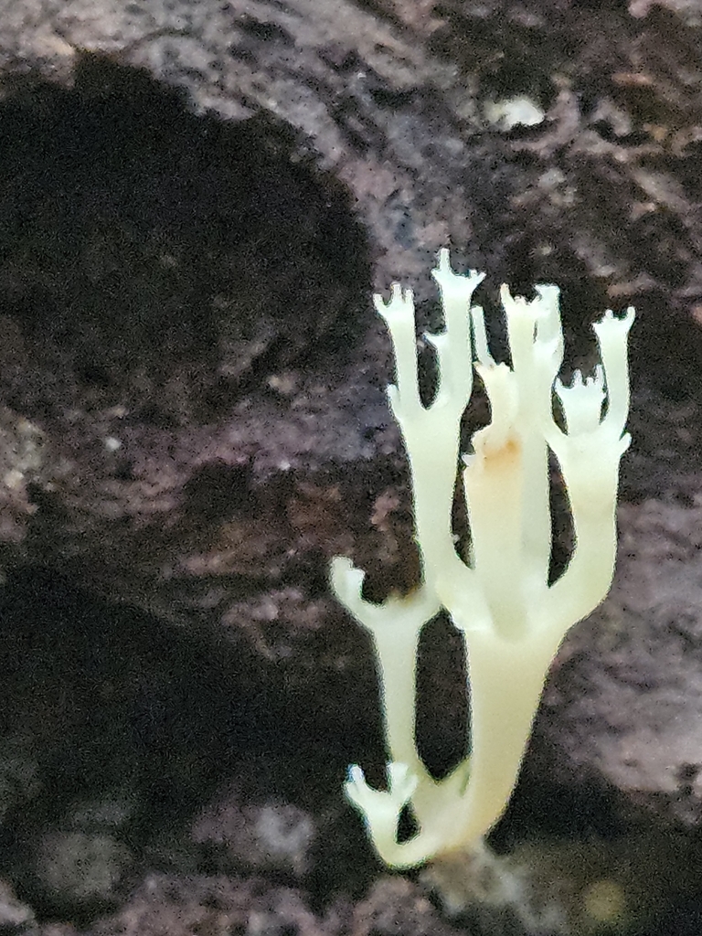 crown-tipped coral fungus · July 2026 · photo: Photo: (c) willingarden, some rights reserved (CC BY) · iNaturalist