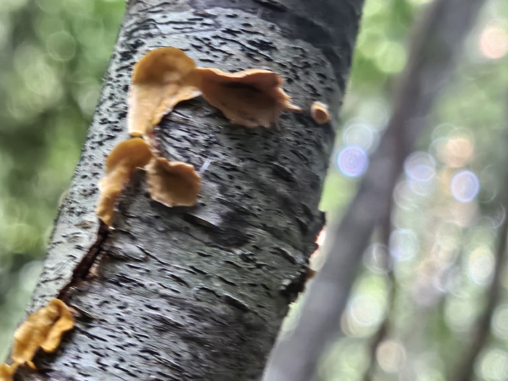 crowded parchment · July 2026 · photo: Photo: (c) willingarden, some rights reserved (CC BY) · iNaturalist