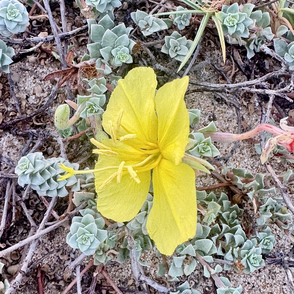 Oenothera drummondii; photograph (c) Bill Levine, some rights reserved (CC BY)