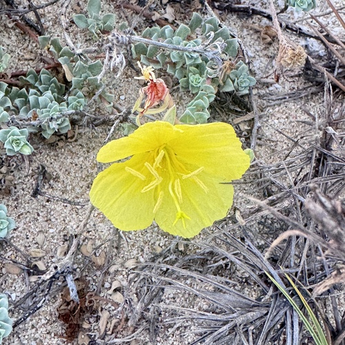 Oenothera drummondii, photograph 2