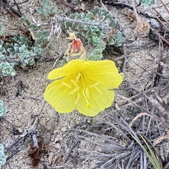 (c) Bill Levine, some rights reserved (CC BY) Oenothera drummondii, photograph (c) Bill Levine, some rights reserved (CC BY)