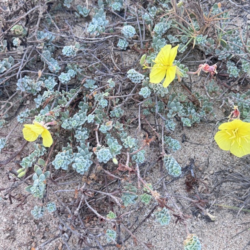 Oenothera drummondii, photograph 3