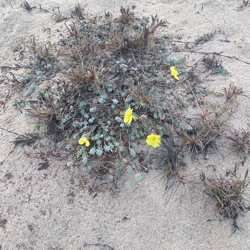 Oenothera drummondii, photograph 4