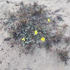 (c) Bill Levine, some rights reserved (CC BY) Oenothera drummondii, photograph (c) Bill Levine, some rights reserved (CC BY)
