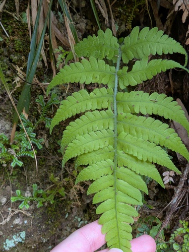 Deparia petersenii