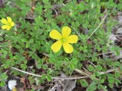 Oxalis corniculata