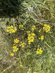 Triphysaria versicolor