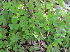 Oxalis corniculata