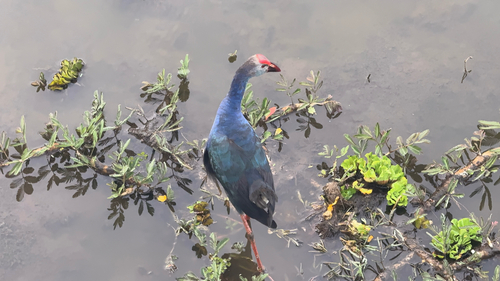 Gray-headed Swamphen