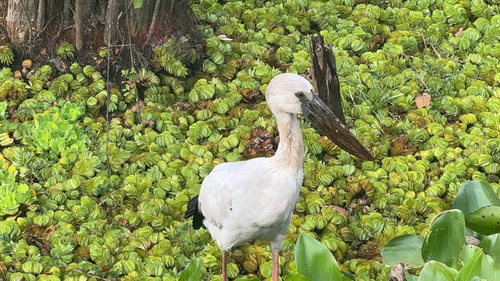 Asian Openbill