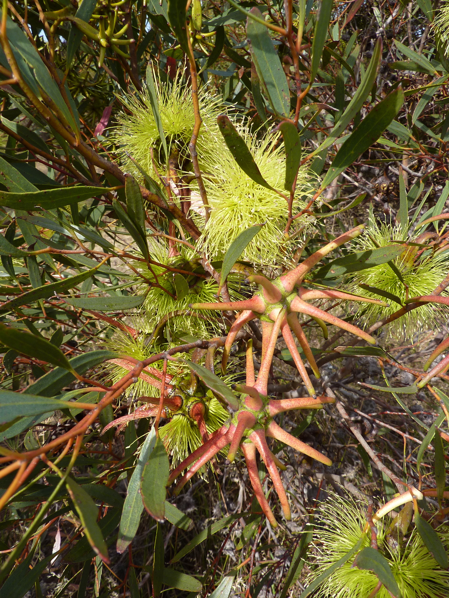 Eucalyptus lehmannii