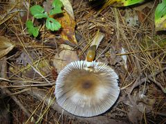 Amanita variicolor