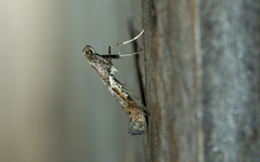 Caloptilia umbratella