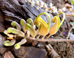 Grevillea bipinnatifida