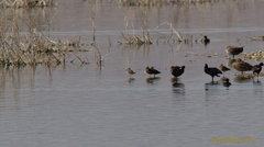 Calidris alpina