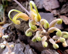 Grevillea bipinnatifida