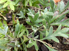 Grevillea bipinnatifida