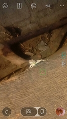 Urosaurus bicarinatus